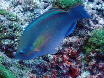 Fish