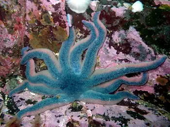 Morning Sun Star