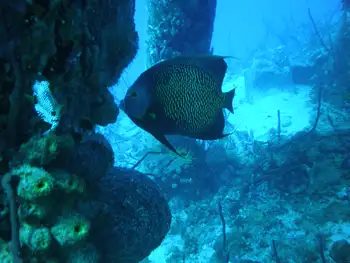French Angel Fish