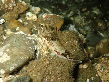 roughback sculpin