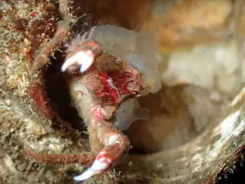 Longhorn Decorator Crab