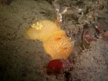 Sandalwood Nudibranchs