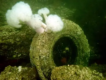 Metridium Anemones