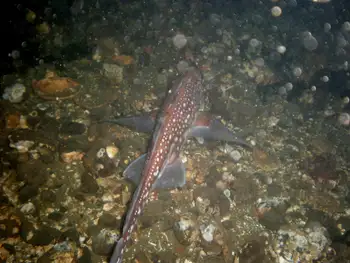Ratfish