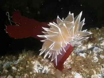 Alabaster Nudibranch