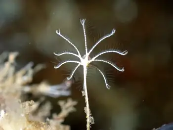 Hydroid