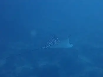 Eagle Ray