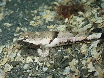 tidepool sculpin