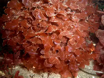 Seaweed
