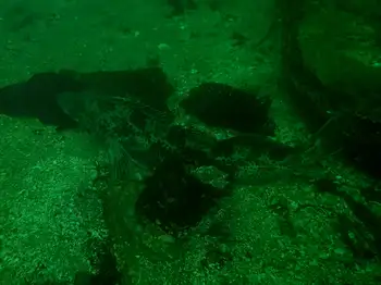 Lingcod