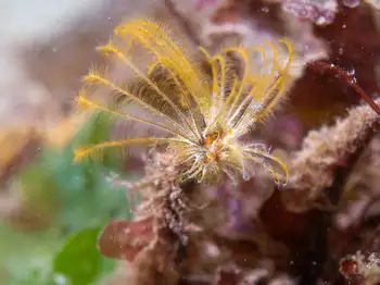 split branch feather duster worm