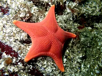 Gunpowder Star
