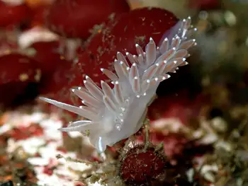 Red Flabellina Nudibranch