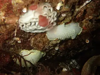 eggs yellow rimmed nudibranch