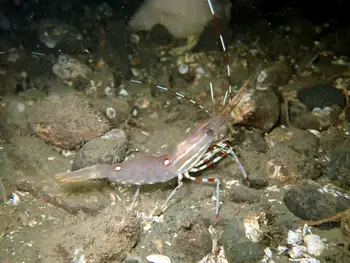 Pacific Prawn