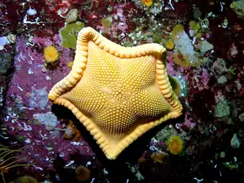 Cookie Star