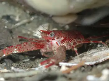Squat Lobster
