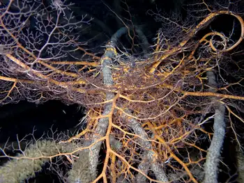 Giant Basket Star