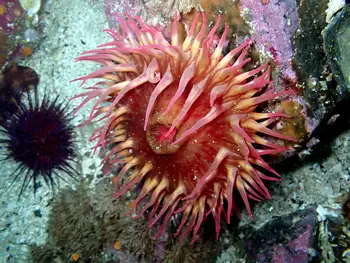 Fish Eating Anemone