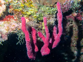 rope sponge