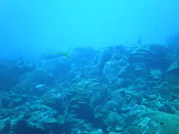 yellowtail snapper