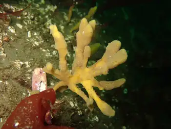 Tough Yellow Branching Sponge