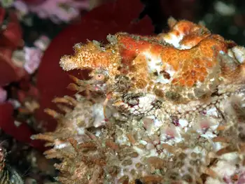 Heart Crab