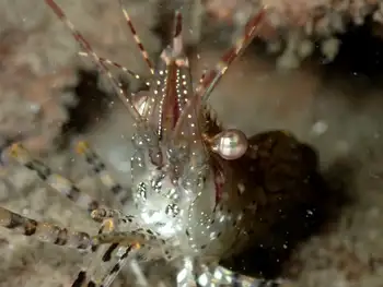 Coonstripe Shrimp