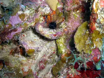 Black Sea Urchin