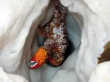 Spiny Lithoid Crab