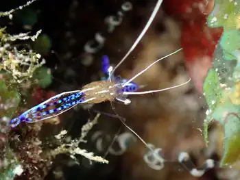 Pederson Cleaner Shrimp