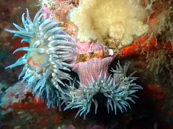 Anemones