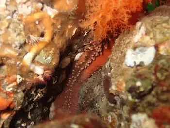Red Sea Cucumber