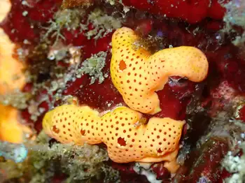 Tunicate
