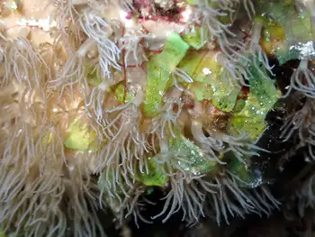 Algae