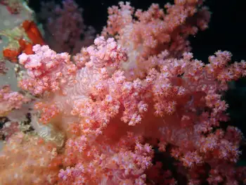 magenta spiky soft coral