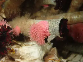 Proliferating Anemone