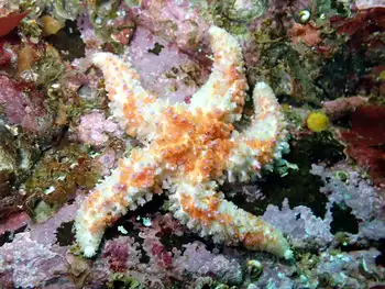 Rainbow Star