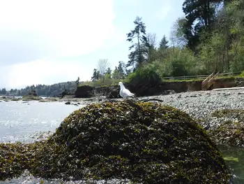 Seagull
