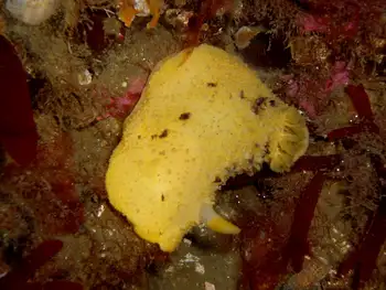 Monterey Sea Lemon