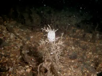 Eggs Nudibranch