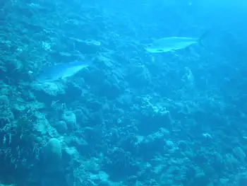 Tarpon