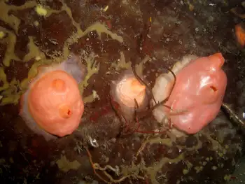 Broadbase Tunicates