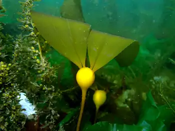 Bull Kelp