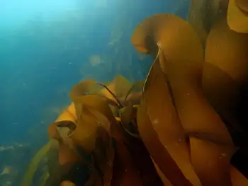 Kelp