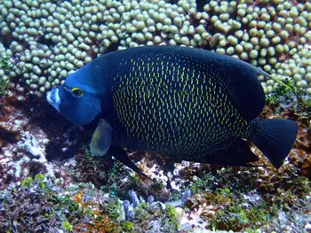 French Angel Fish