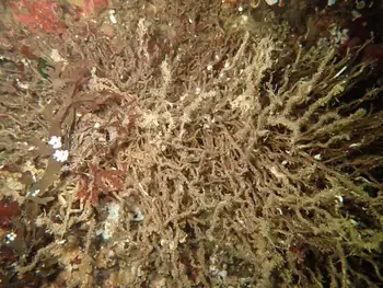 prolific three section tube worm