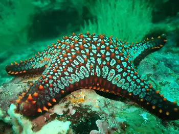panamic cushion star