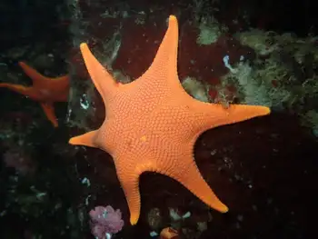 Vermilion Star