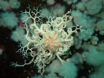 pacific basket star